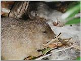 Rare Rodents (vidcap) - hutia2.jpg