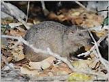 Rare Rodents (vidcap) - hutia3.jpg