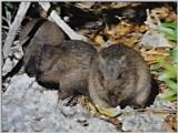 Rare Rodents (vidcap) - hutia4.jpg