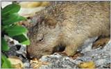 Rare Rodents (vidcap) - hutia5.jpg