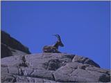 Re: REQ: Pictures of a Capricorn - Alpine ibex (Capra ibex) - steenbok2.jpg