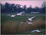 Re: Looking for seagulls and seagull logo pics - kokmeeuwen1.jpg
