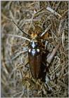 Re: req: insect pix - large beetle.jpg