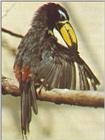 Re: toucan - letterarasari.jpg - Lettered Aracari (Pteroglossus inscriptus)
