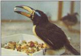 Re: toucan - letterarasari2.jpg - Lettered Aracari (Pteroglossus inscriptus)
