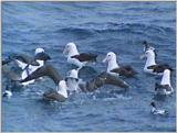 Re: Request: Albatross - misc tubenoses1.jpg