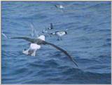 Re: Request: Albatross - misc tubenoses2.jpg