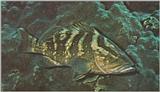 Re: Looking for Caribbean Tropical Fish the more colorful the better - nassau grouper.jpg
