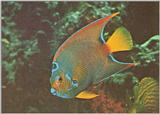 Re: Looking for Caribbean Tropical Fish the more colorful the better - queen angelfish2.jpg