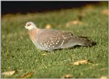 Re: Doves - rockdove.jpg -- Speckled Pigeon (Columba guinea)