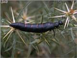 Re: req: insect pix - rove beetle.jpg