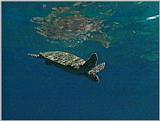 Re: needed,pics of sea turtles