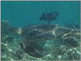 Re: needed,pics of sea turtles
