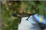 REQ Lizards - small chameleon.jpg