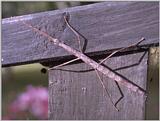 Re: req: insect pix - stick insect.jpg
