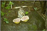 Re: req: insect pix - uhu butterfly.jpg -- Caligo eurilochus (forest giant owl)???
