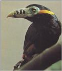 Re: toucan - vleksnavelarasari.jpg - Spot-billed Toucanet (Selenidera maculirostris)