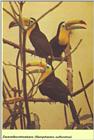 Re: toucan - zwavelborsttoekans.jpg - Keel-billed Toucan (Ramphastos sulfuratus)