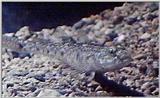 Re: S. Goby or Mudskipper pictures - Goby 4 - zwgrondel.jpg