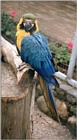 To check your monitor's color calibration :-) - Macaw at Kruezen Animal Park