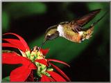 Magenta-throated Woodstar Hummingbird