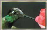 Hummingbird - Magnificant