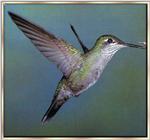Hummingbird - Magnificant