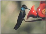 Hummingbird - magnificant hummingbird male 07