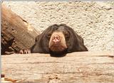 The goofiest look of Frankfurt Zoo - Malayan Bear head studies, last one