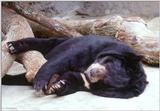 Malayan Sun Bear (Helarctos malayanus malayanus)2