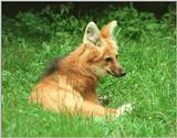 For the lovers of satellite dish ears - Maned wolf in Heidelberg Zoo