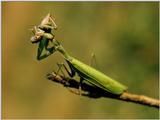 Mantis Eating Grasshopper - Maybe it's last meal before winter