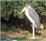 Marabou Stork #2