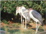 Marabou Stork #4