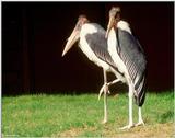 Marabou Stork  [2/6] - Marabou Stork401.jpg