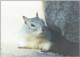 Calif Ground Squirrel march3.jpg (1/1)
