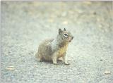 Calif Ground Squirrel march5.jpg (1/1)