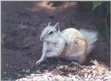 Calif Ground Squirrel march7.jpg (1/1)