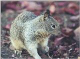 Calif Ground Squirrel march10.jpg (1/1)