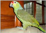 Red Lored Amazon Parrot