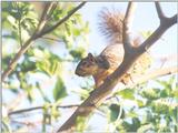 Squirrel may2.jpg (1/1) 99k