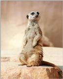Continuing Hannover Zoo scans - here's another meerkat
