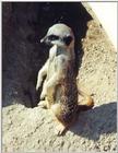 meerkat again