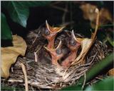 picture baby birds in nest