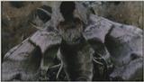 D:\Microcosmos\Moth] [1/5] - 012.jpg (1/1) (Video Capture)