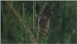 D:\Microcosmos\Swallowtail] [01/14] - 021.jpg (1/1) (Video Capture)