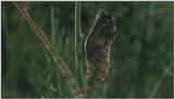 D:\Microcosmos\Swallowtail] [02/14] - 021.jpg (1/1) (Video Capture)