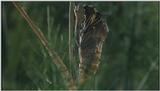 D:\Microcosmos\Swallowtail] [03/14] - 021.jpg (1/1) (Video Capture)