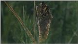 D:\Microcosmos\Swallowtail] [04/14] - 021.jpg (1/1) (Video Capture)
