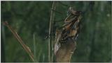 D:\Microcosmos\Swallowtail] [06/14] - 021.jpg (1/1) (Video Capture)